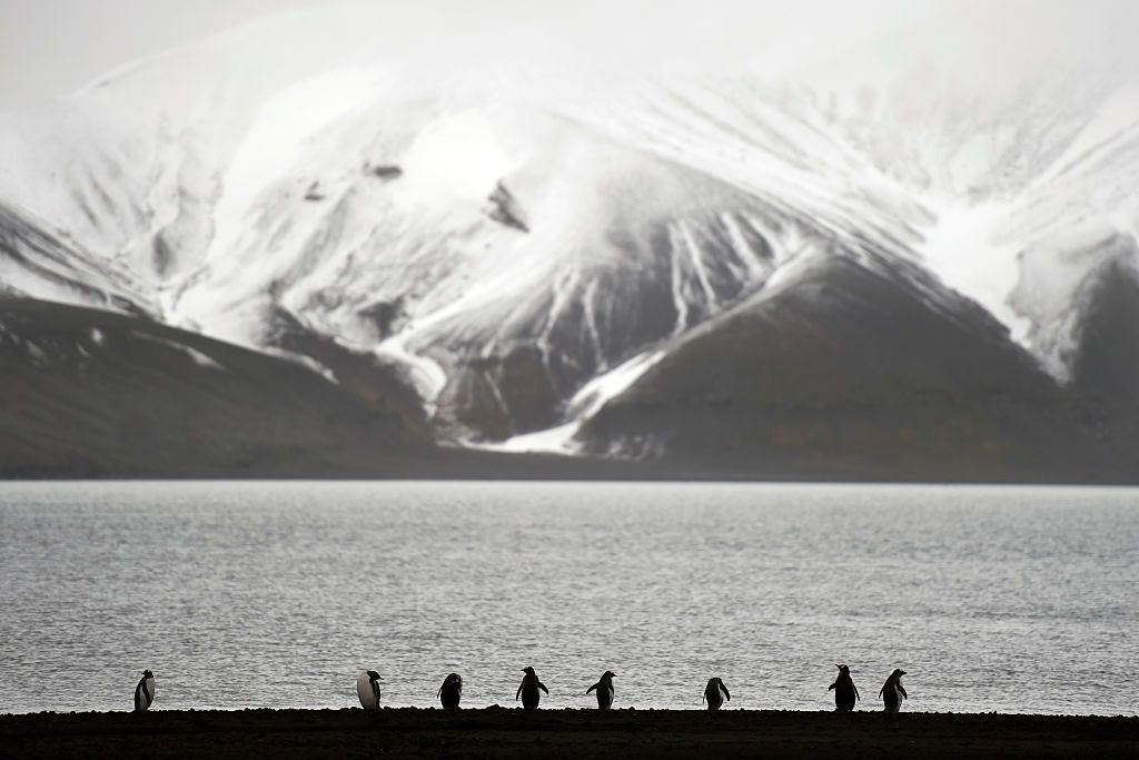 Pingüinos en la línea del mar