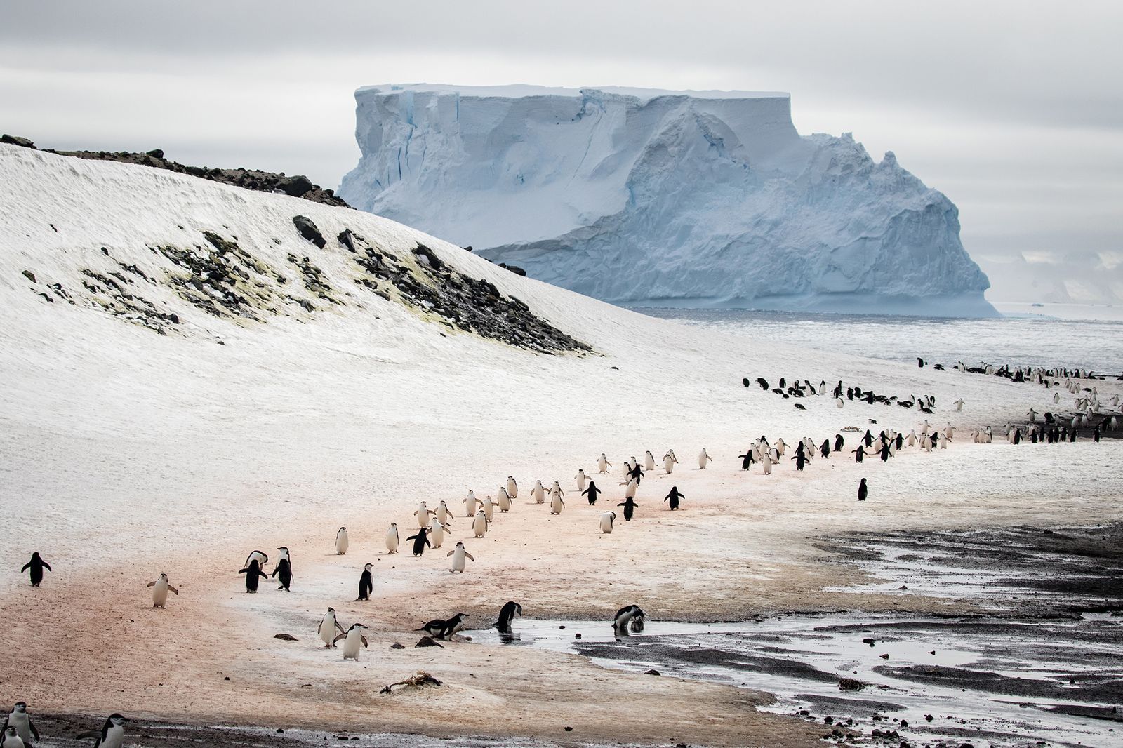 Colonia de pingüinos con iceberg